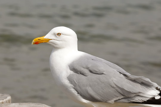 One seagull against sea water background