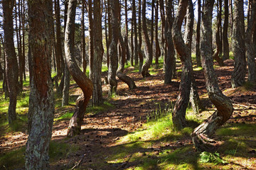 Dancing forest at Curonian Spit. Kaliningrad Oblast. Russia