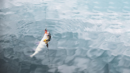 Beautiful fish on the hook.