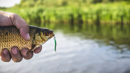 A small fish is caught in a spoon-bait.