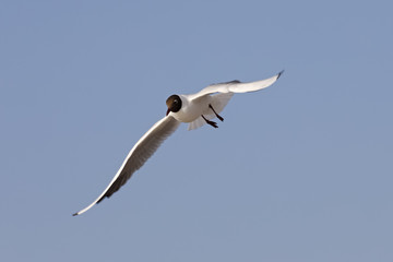 Seagull is flying in the sky