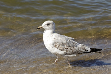 Seagull is walking in shallow water of the sea