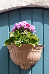 pflanzschale an einer holzwand