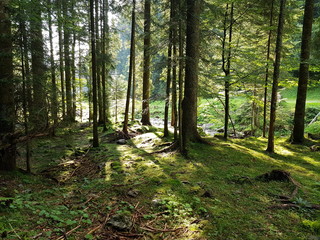 All'interno di un fitto bosco di larici, abeti e pini, la luce crea giochi di ombre verticali sul...