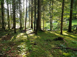 All'interno di un fitto bosco di larici, abeti e pini, la luce crea giochi di ombre verticali sul terreno