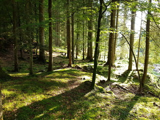 All'interno di un fitto bosco di larici, abeti e pini, la luce crea giochi di ombre verticali sul...