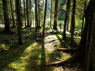 All'interno di un fitto bosco di larici, abeti e pini, la luce crea giochi di ombre verticali sul...