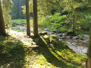 All'interno di un fitto bosco di larici, abeti e pini, la luce crea giochi di ombre verticali sul...