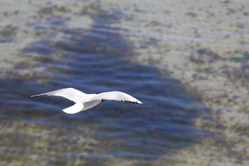 Fototapeta na wymiar The seagull in flight over the Baltic Sea waters