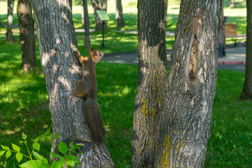 brown furry squirrel clinging on a tree and watch carefully