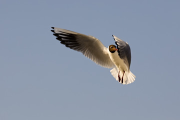 The seagull looks around during the flight