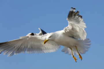 Two seagulls in flight against blue sky