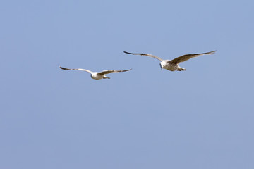 Two seagulls is in flight