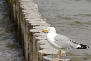 Wooden breakwater and seagull