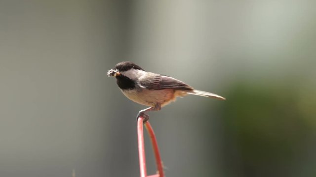 A Black Capped Chickadee Brings Grubs Back to the Nest