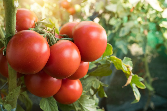 Ripe red tomato in sunny day