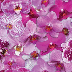 Orchideeën Patroon Naadloze Bloem Achtergrond