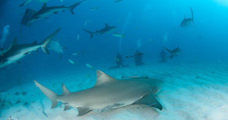 Lemon shark at the Bahamas