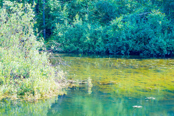 sergiev_posad.  Nature_of_moscow_region_summer_2018