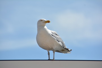 Obraz premium Möwe im Sonnenlicht