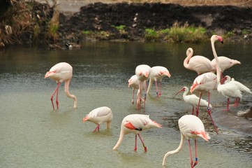 Flamingos