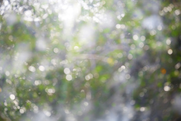 Spring bokeh