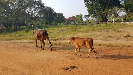 Cows on the street in Sri Lanka