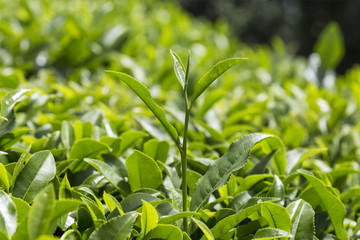 fresh tea sprouts and tea field.