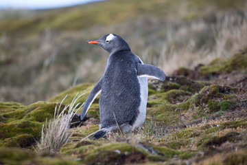 Happy gentoo penguin on South Georgia in Spring.