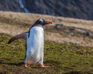 Gentoo penguin walking right.