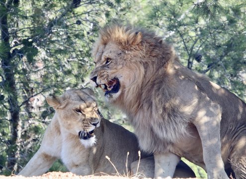 JE T'AIME, MOI NON PLUS....