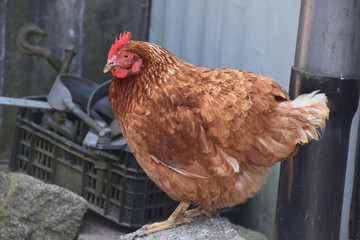 Brown chicken