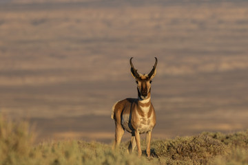 Pronghorn Antelope Buck