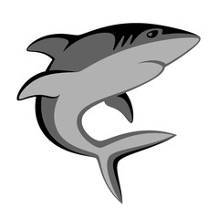 Gray shark on a white background