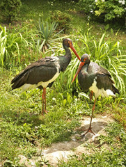 Herons in Zamosc. Poland