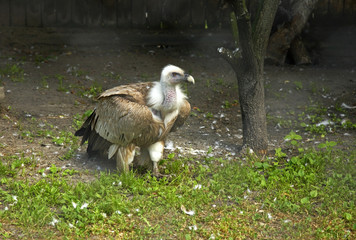 White eagle in Zamosc. Poland