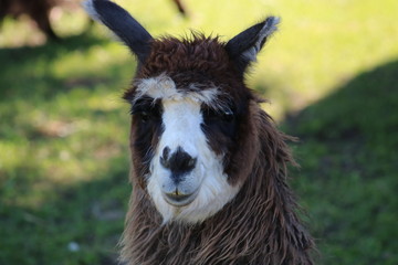 Fototapeta premium Llama