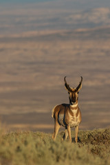 Fototapeta premium Pronghorn Antelope Buck