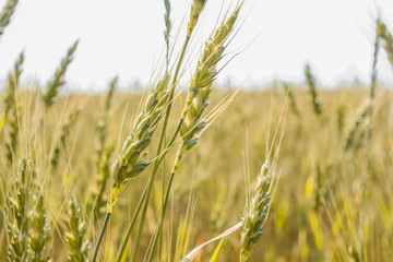 Wheat plants close up, wheat herbs growing in the field