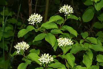 Blüten des Hartriegels, Cornus sanguinea