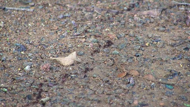 Compilation of scenes of ants on its trail. Ants go from left to right. Several ants entering the ant hill.