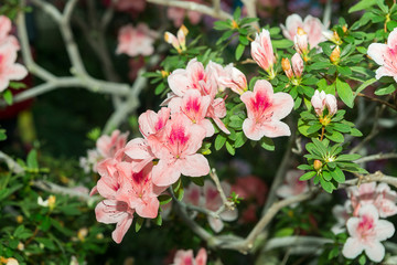 Fototapeta na wymiar The aroma of flowering azaleas of white, pink, red, bard colors is spread all over the greenhouse.