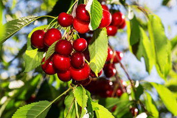 cherry growing on a branch against a blue sky background