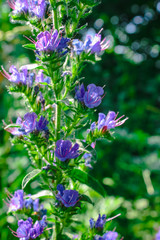 Hyssop or Hyssopus officinalis medicinal herb, blooming flower close up, colorful and vivid plant, natural background