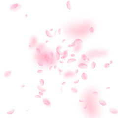 Sakura petals falling down. Romantic pink flowers explosion. Flying petals on white square backgroun