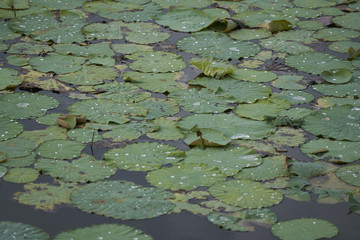 Lilly Pads 