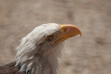 Bald eagle close up portrait