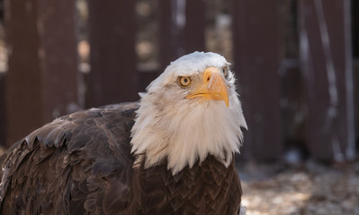 Bald eagle close up portrait