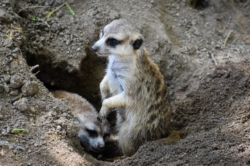 Digging Meerkats