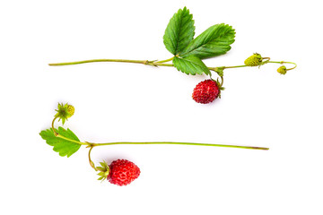 Two bunches of the red strawberry